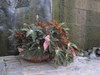 Potted plant with palmately lobed leaves.