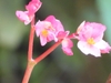 Pale pink flowers with yellow centers