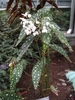 Plant with white flowers & spotted, asymmetrical leaves.