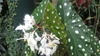 White flowers dangling in front of spotted leaves.