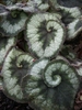 Leaves with silvery patterns & margins that spiral.