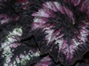 purple and silver leaves