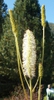 Sanguisorba canadensis