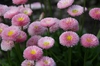 Bellis perennis pink flower
