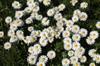 Mass planting of Bellis perennis