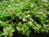 Berberis koreana