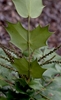 Berberis bealei