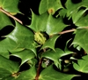 Berberis bealei spiny leaves and a leaf bud