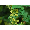 Berberis koreana
