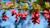 Red fruits in dangling clusters