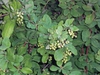 Korean barberry