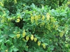 Shrub with pendulous clusters of yellow flowers.