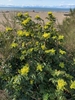 Shrub with yellow flowers
