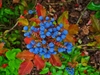 Purple berries against red leaves in fall