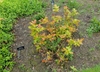Compact shrub with orange-coppery new leaves
