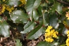 leaves and form