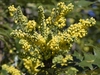bright yellow flowers growing in racemes (upright clusters)
