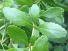 Leaves