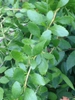 Branch