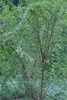 Form
