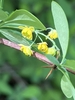 yelow flower in dangling raceme