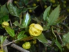 Berberis candidula flower and leaves