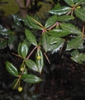 Berberis candidula leaves