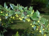 Berberis candidula flower and leaves