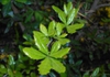 Berberis candidula leaves