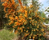 flower and leaves