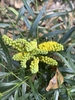 Yellos flowers in a cluster