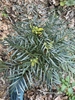 Form of shrub with yellow flowers