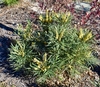 long narrow Pinnate leaves