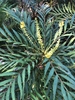 Green compound leaves and clusters of yellow flowers