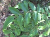 Compound leaf with 7 leaflets
