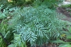 Shrub with bluish pinnately compound leaves.
