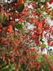 Leafy shoots with small, translucent red berries.
