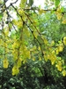 Leafy shoots with small yellow flowers.
