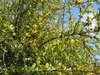 Leafy shoots with small yellow flowers.