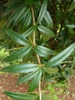 Berberis julianae leaves