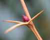 Berberis julianae