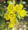Berberis julianae flowers
