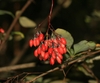 Close up of a shoot with a cluster of red berries.