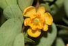 flower and leaves