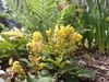 Creeping plant with pinnate leaves and yellow flowers.