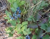 Creeping plant with blue berries.