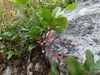 Creeping plant with blue berries.