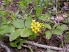 Creeping plant with pinnate leaves and yellow flowers.