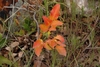 Creeping plant with orange pinnate leaves and yellow flowers.