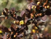 Berberis thunbergii
